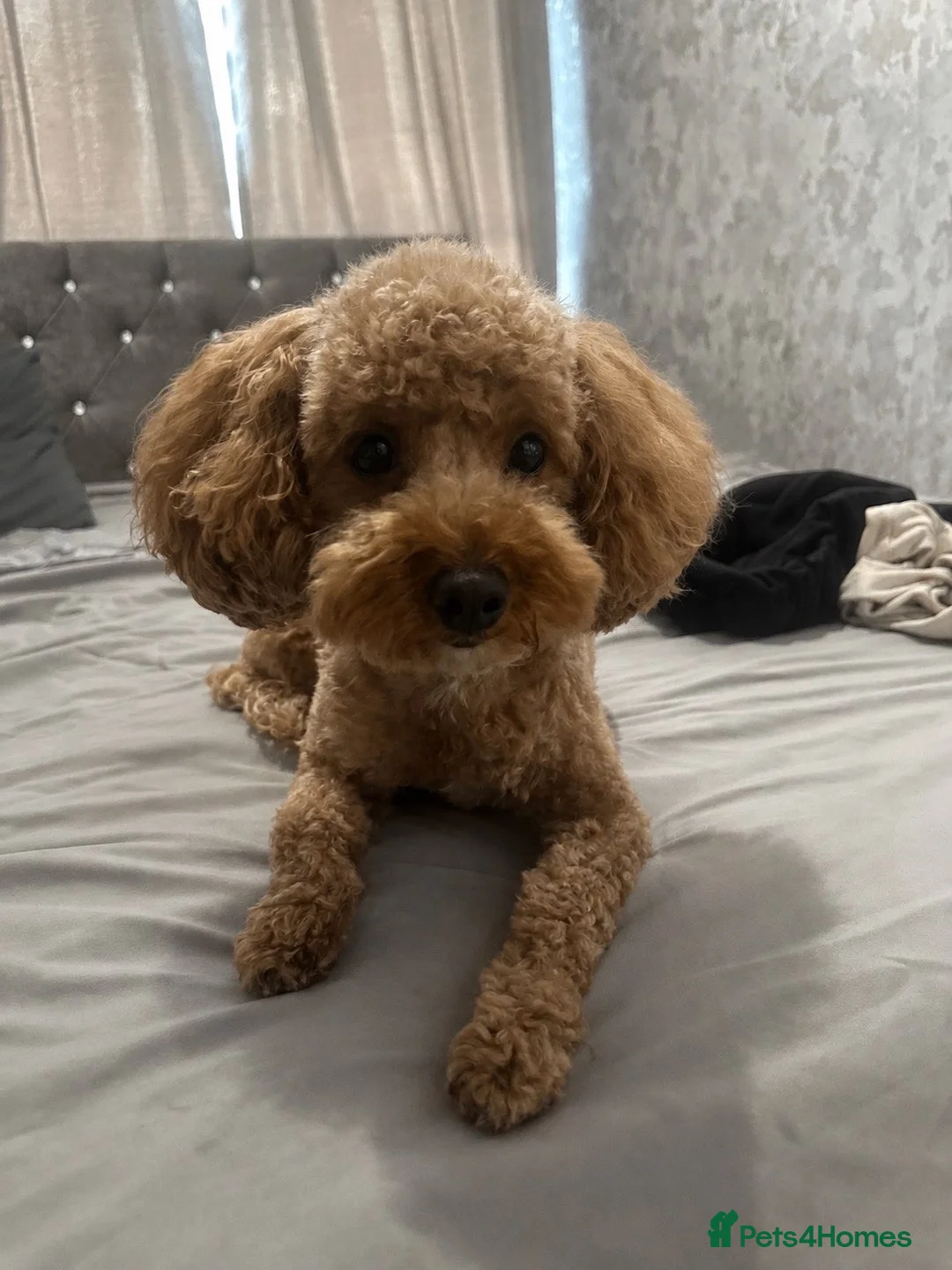 Maltipoo dogs for sale: 7 maltipoo puppies for sale ❤️ in Stalybridge - Advert 1