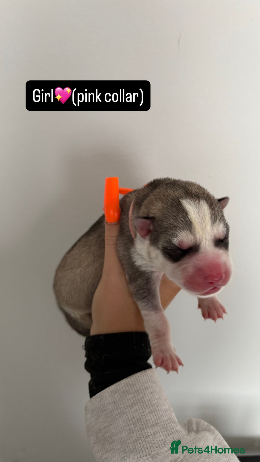 Siberian Husky dogs for sale: Husky puppies - Image 7