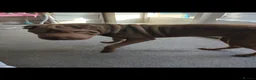 Shar Pei dogs for sale: 8 month old shar pei for sale  in Canterbury - Advert 2