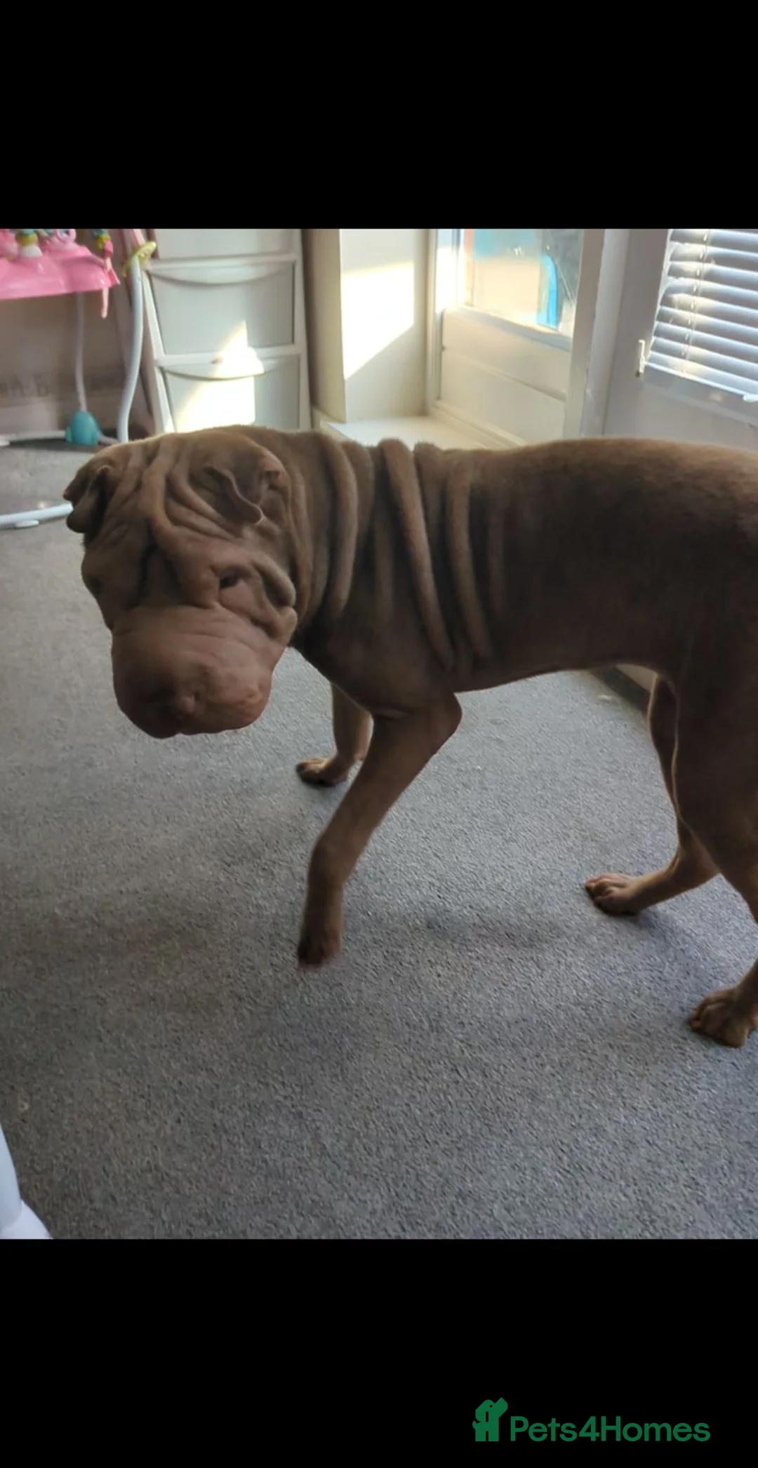 Shar Pei dogs for sale: 8 month old shar pei for sale  in Canterbury - Advert 2