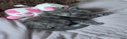 British Shorthair cats for sale: 3 beautiful kittens - Advert 5