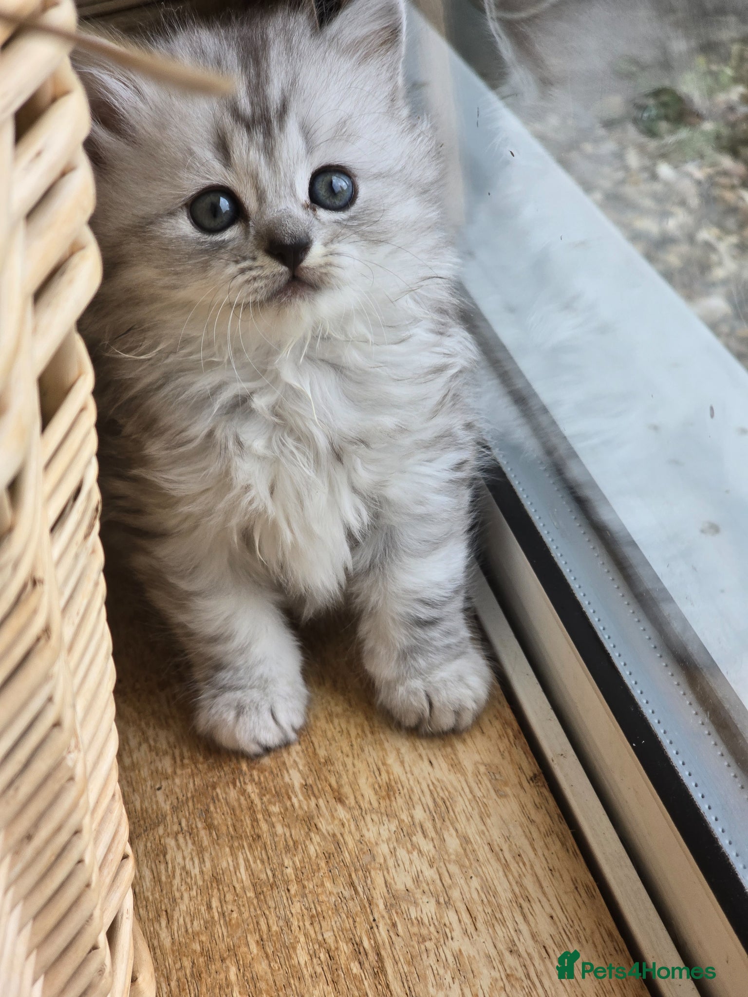 Mixed Breed cats Gorgeous Toyer / British short hair kittens - Advert 3