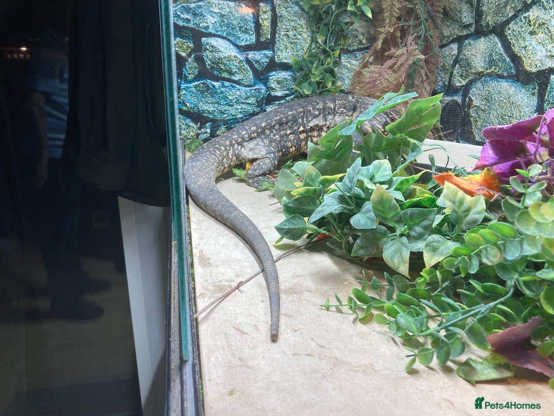 Lizard reptiles for sale: Stunning black and white tegu female - Image 7
