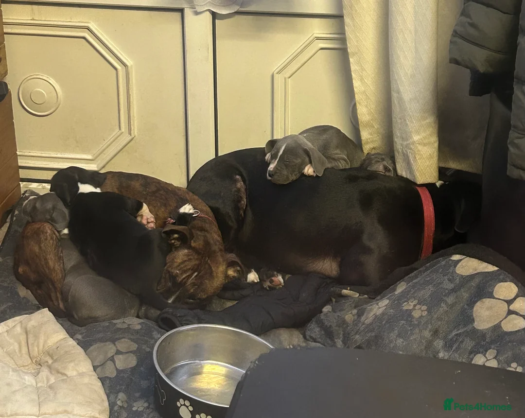 Staffordshire Bull Terrier dogs for sale: Adorable Blue-Eyed Grey Staffordshire Bull Terrier - Advert 23