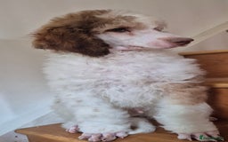 Standard Poodle dogs for sale: KC reg Brown Parti & phantom Standard Poodle pups - Image 20