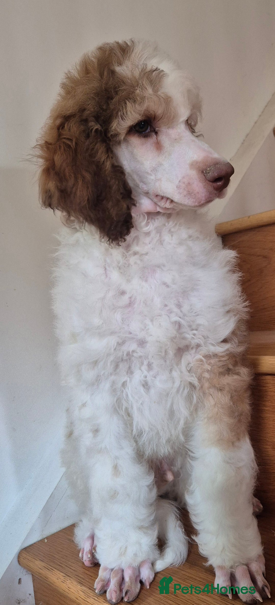 Standard Poodle dogs for sale: KC reg Brown Parti & phantom Standard Poodle pups - Image 20
