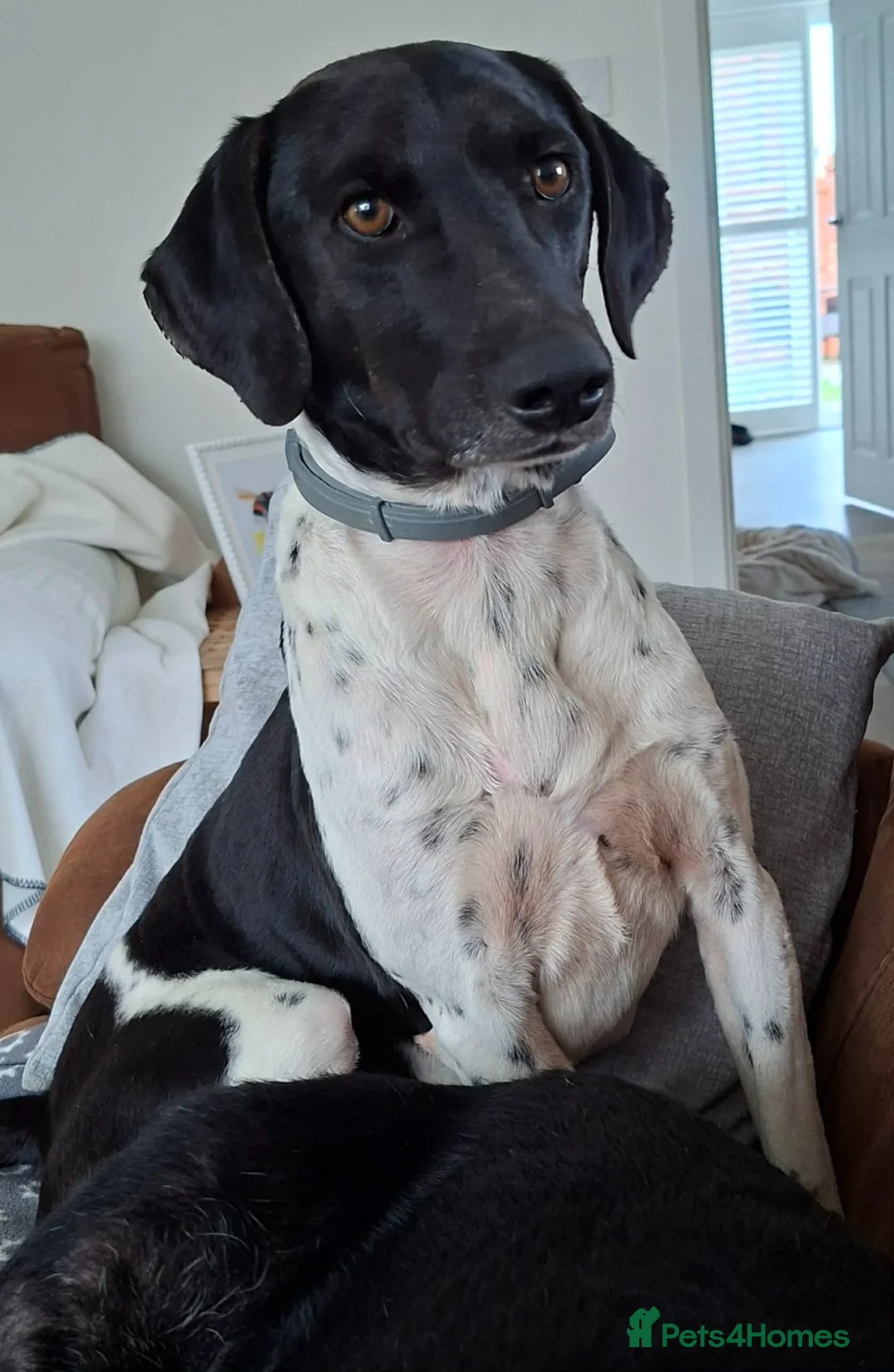 Mixed Breed dogs for adoption:  Stratos ❤️  - Advert 2
