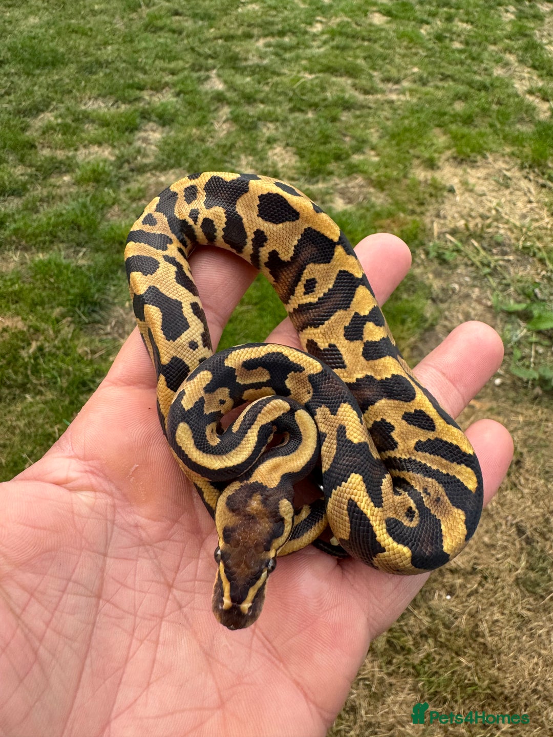 Python Snake reptiles for sale: Royal python hatchlings for sale  - Image 8
