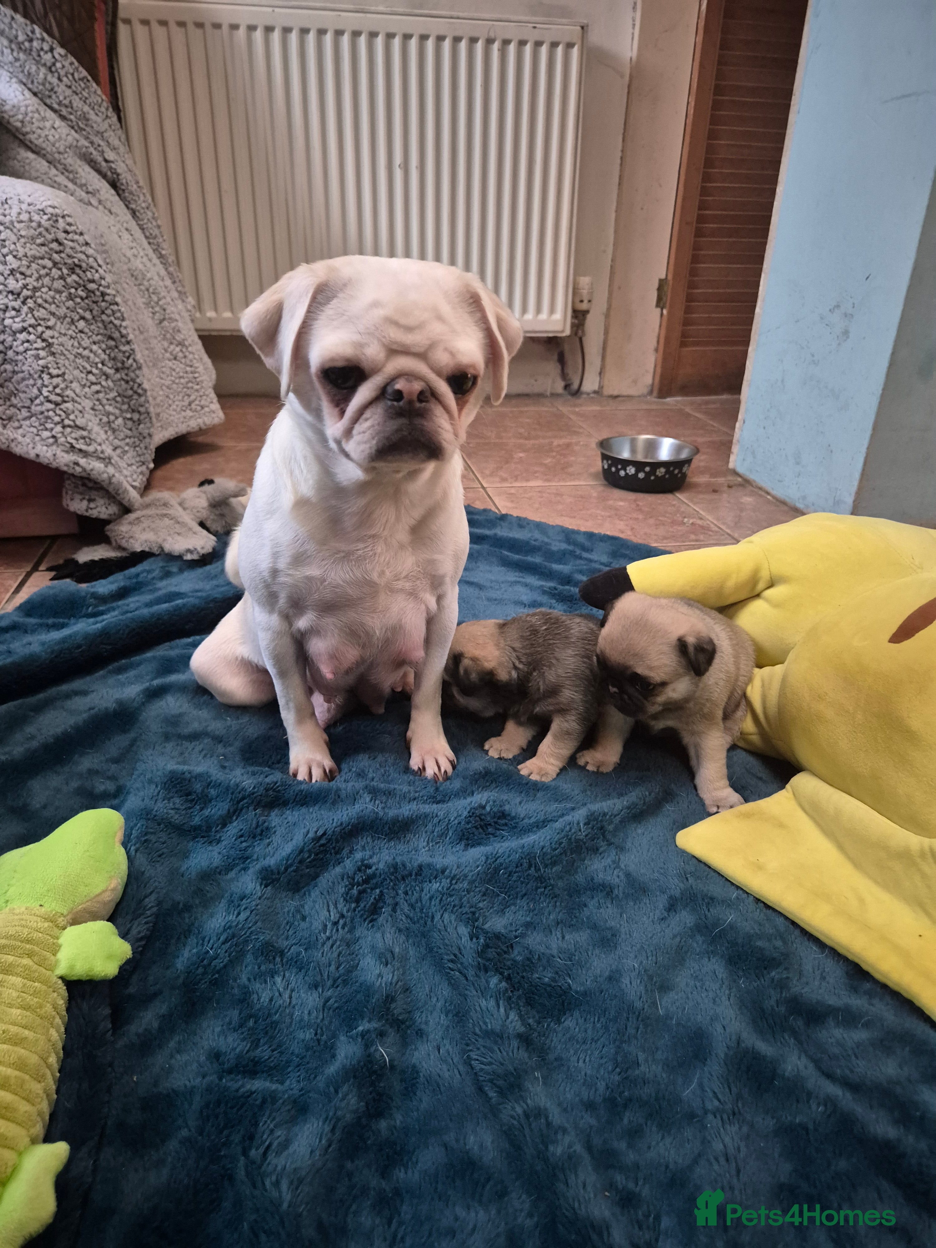 Pug dogs Two female silver fawn pug puppies for sale - Advert 2