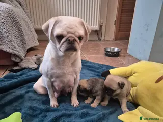 Pug dogs Two female silver fawn pug puppies for sale - Advert 2