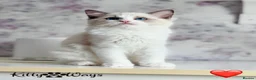 Ragdoll cats for sale: 🐾🩷*TICA REG* EU RAGDOLL KITTENS🌟 DNA CLEAR 🩵🐾 - Advert 3