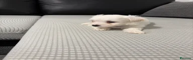 Bichon Frise 1