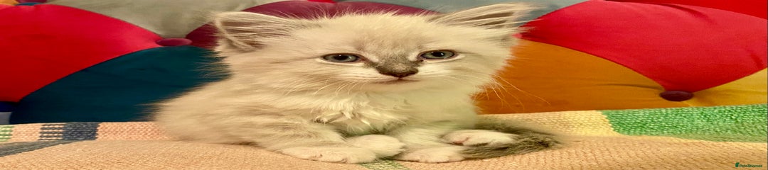 Siberian Kitten 5