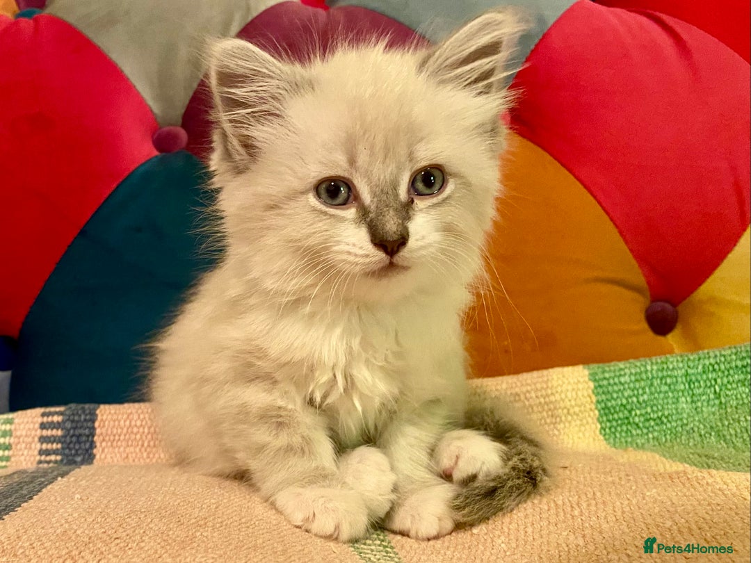 Siberian cats for sale: x5 Adorable Pure Siberian Kittens to re-home😻 - Image 10