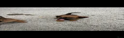 Lakeland Terrier dogs for sale: Lakeland terriers READY NOW - Advert 23
