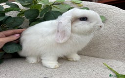 Mini Lop rabbits for sale: Mini lops for sale *ready to leave now* - Image 4