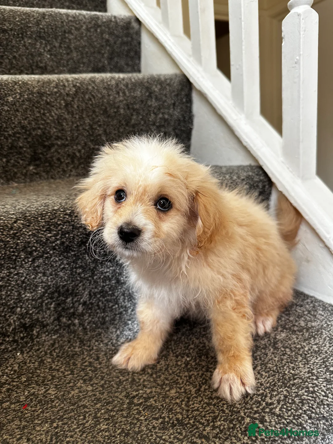 Maltipoo dogs for sale: 7 precious puppies looking for their forever homes - Advert 40