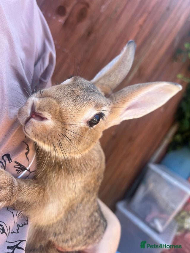 Mixed Breed rabbits Beautiful Rex cross  - Advert 1