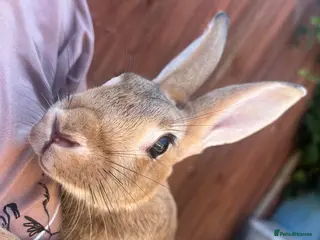 Mixed Breed rabbits Beautiful Rex cross - Advert 1