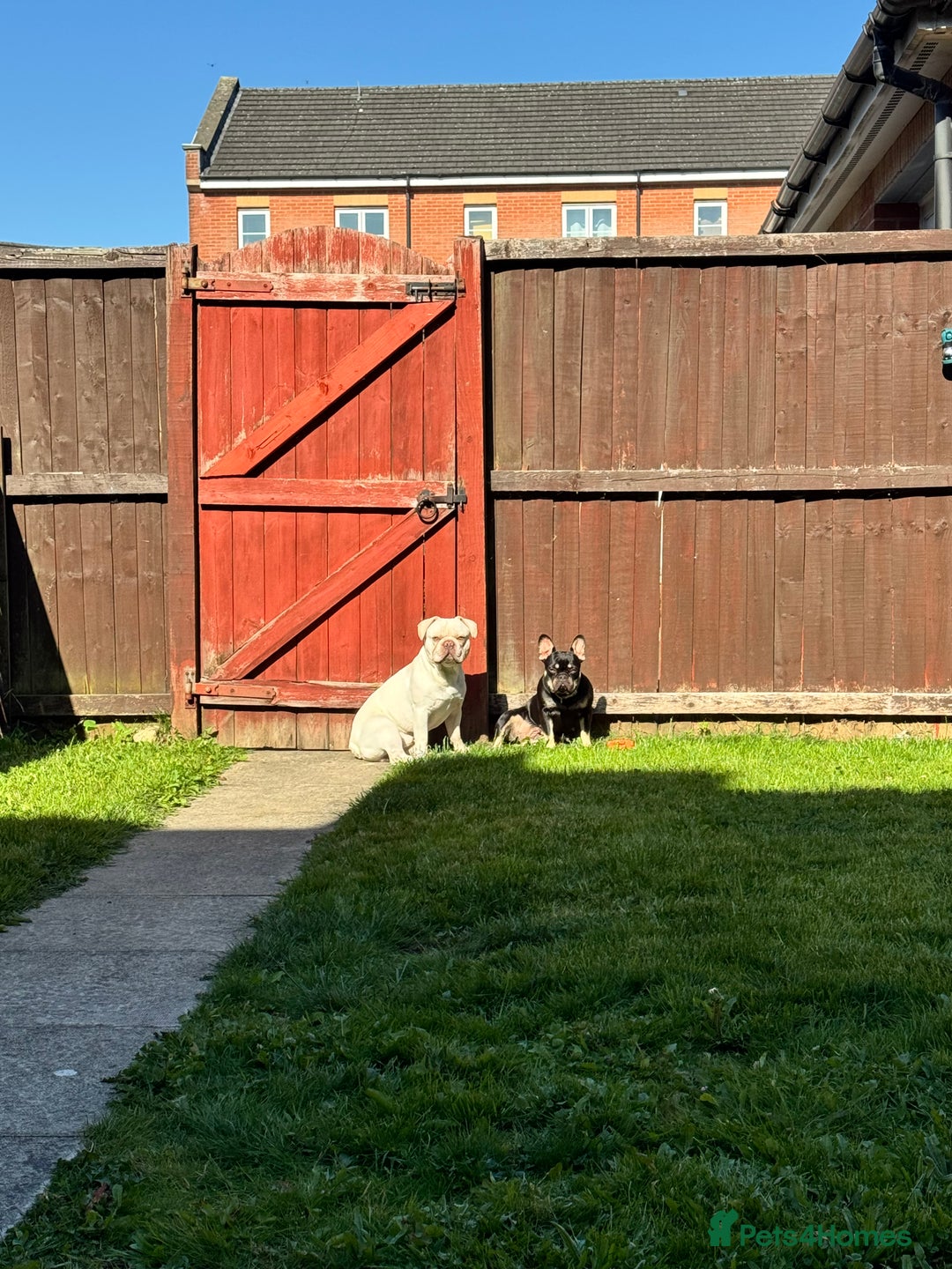 French Bulldog dogs for sale: 7 BEAUTIFUL FRENCHIE PUPPIES FOR SALE 🐾🐶  - Image 9