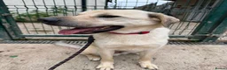 Mixed Breed dogs for adoption: 💙RUFUS💙 Misunderstood Soul Fading In Kennels  in Spalding - Advert 12