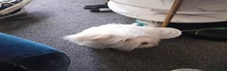 Maltese dogs for sale: 4 months old Maltese  in Birmingham - Advert 4