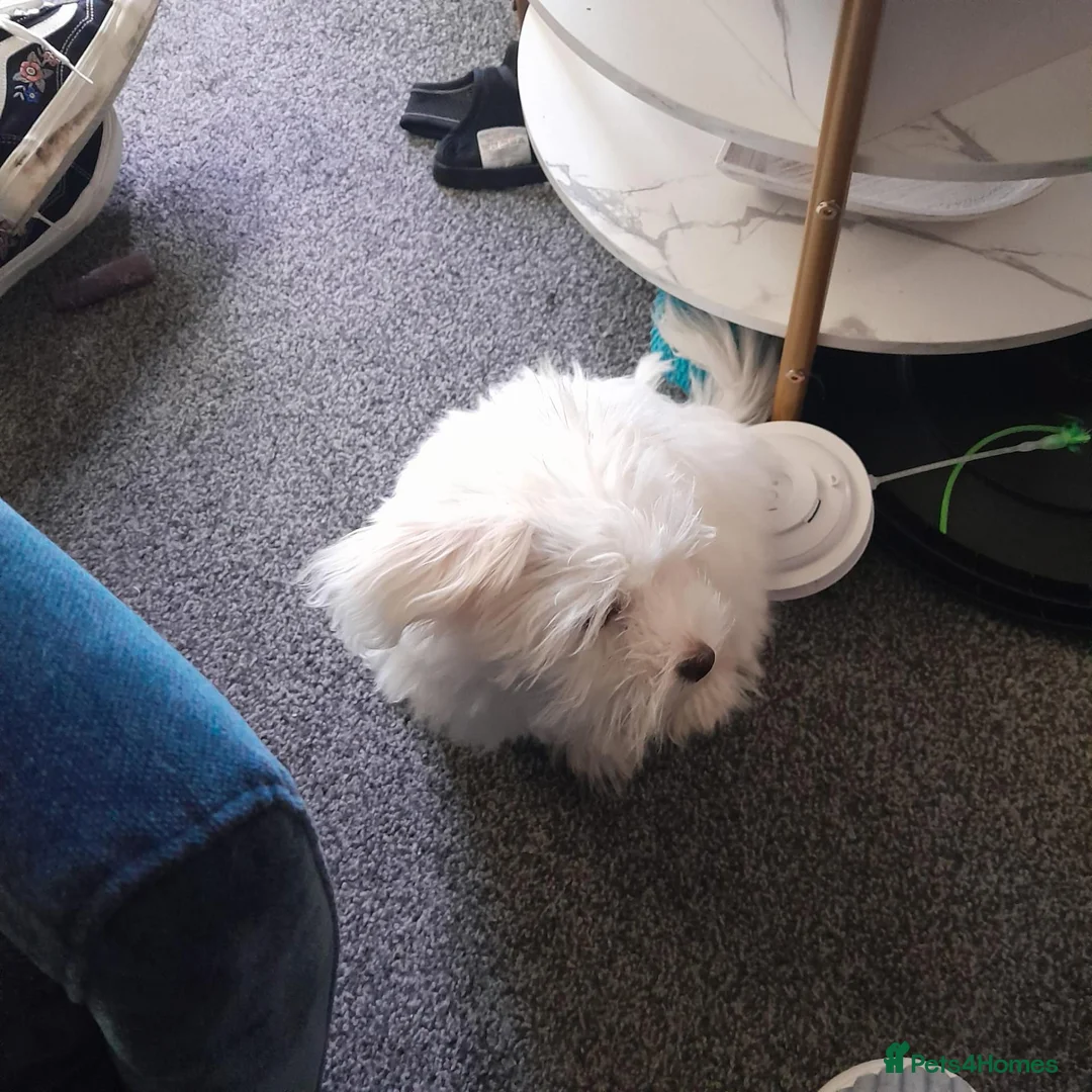 Maltese dogs for sale: 4 months old Maltese  in Birmingham - Advert 4