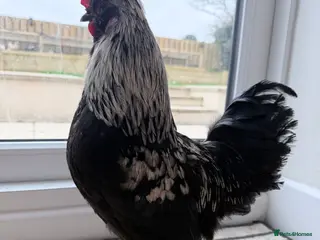 Chickens poultry Satin Silkie Rooster FOC - Advert 2