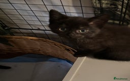 British Shorthair cats for sale: British Shorthair x Kittens  - Image 8