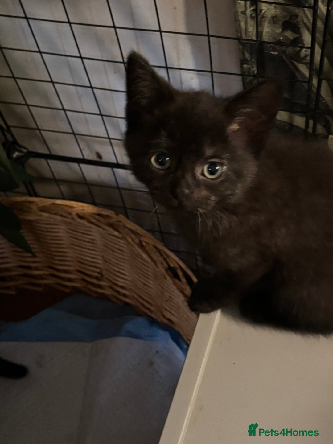 British Shorthair cats for sale: British Shorthair x Kittens  - Image 8