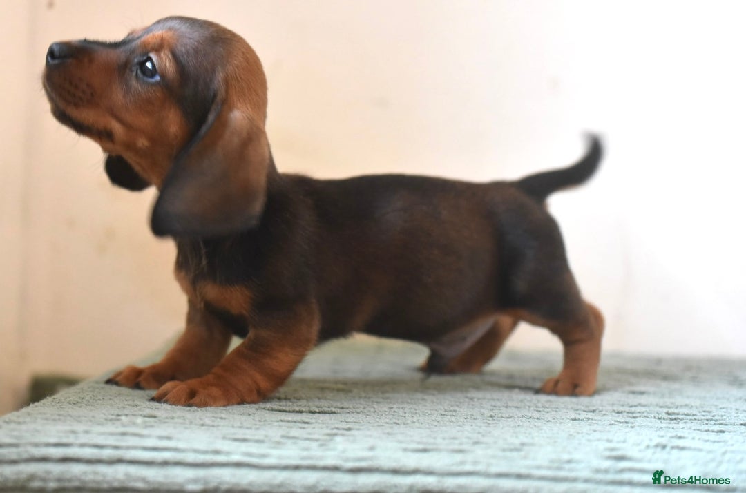 Miniature Dachshund dogs for sale: Mini smooth dachshunds  - Image 3