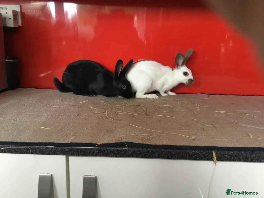 English Spot rabbits for sale: English Rabbits for sale  - Advert 8