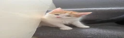 Siberian cats for sale: 8 weeks old Siberian kittens GOOD HOMES ONLY in Bootle - Advert 2