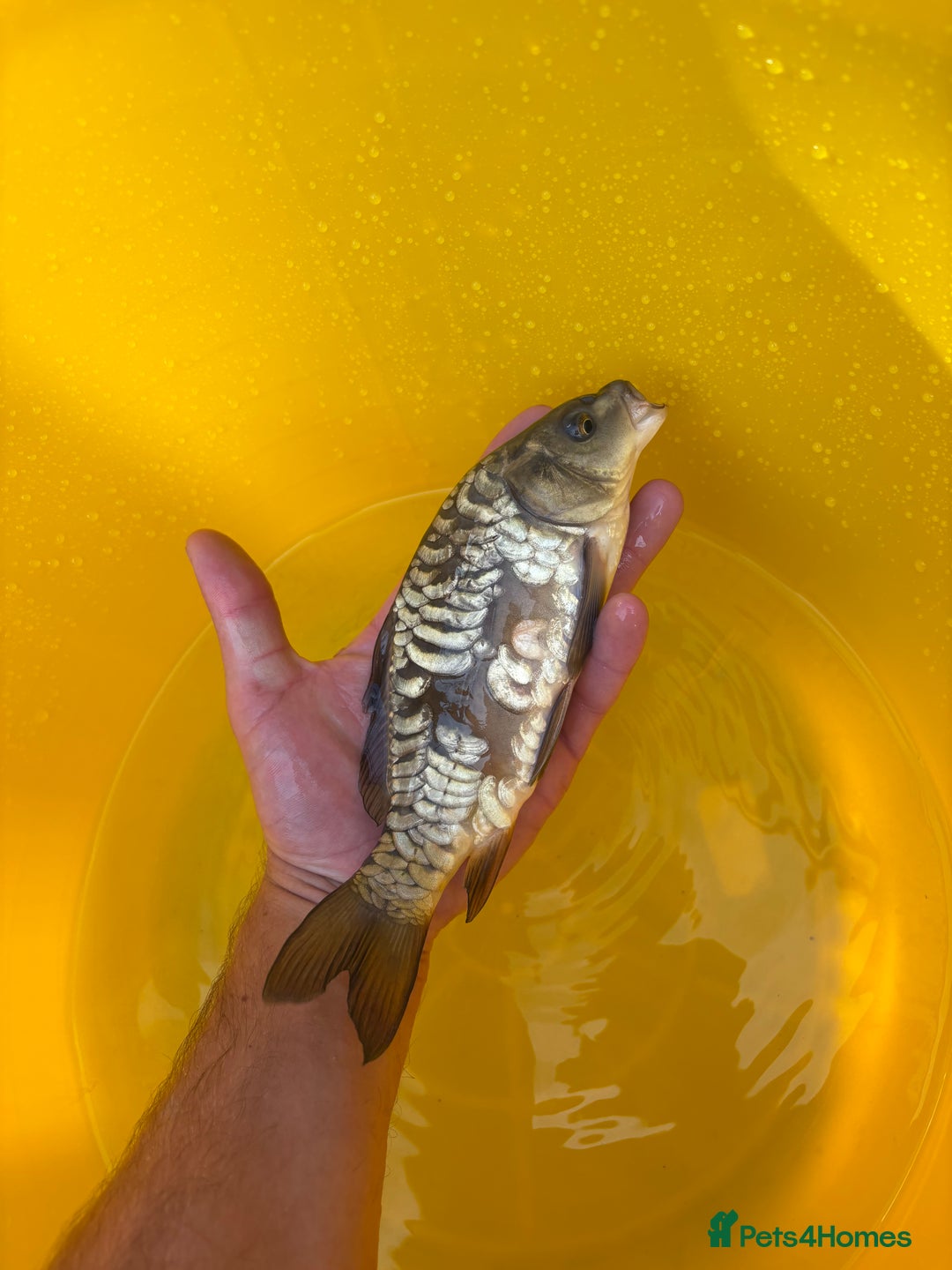 Koi Carp fish for sale: Pond fish carp/koi - Image 15