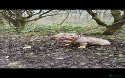 English Bulldog dogs for sale: English Bulldog - KC Registered - 5 generation - Image 1