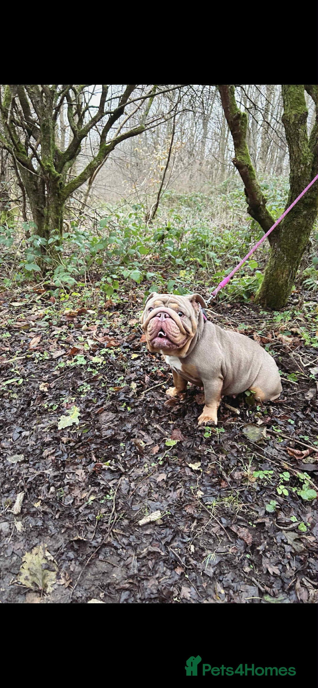 English Bulldog dogs for sale: English Bulldog - KC Registered - 5 generation - Image 1