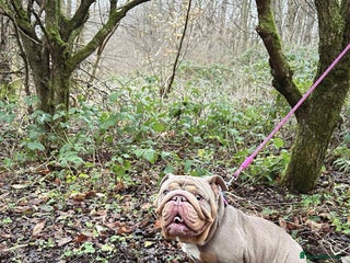 English Bulldog dogs - Advert 1