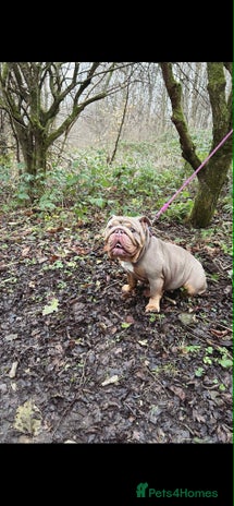 English Bulldog dogs - Advert 3