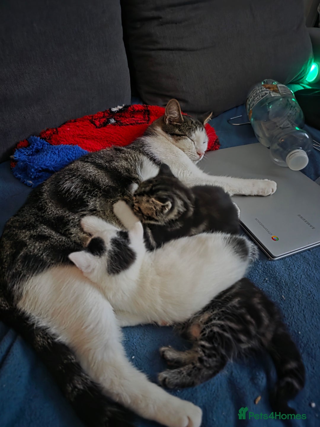 Domestic Shorthair cats for sale: Black and white  - Advert 2