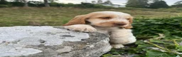 Cocker Spaniel dogs for sale: SHOW KC Registered, true to type, Cocker Spaniels - Advert 5