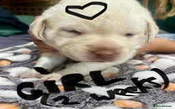 Labrador Retriever dogs for sale: UPDATE-GORGEOUS PUPS ARE HERE!  - Image 12