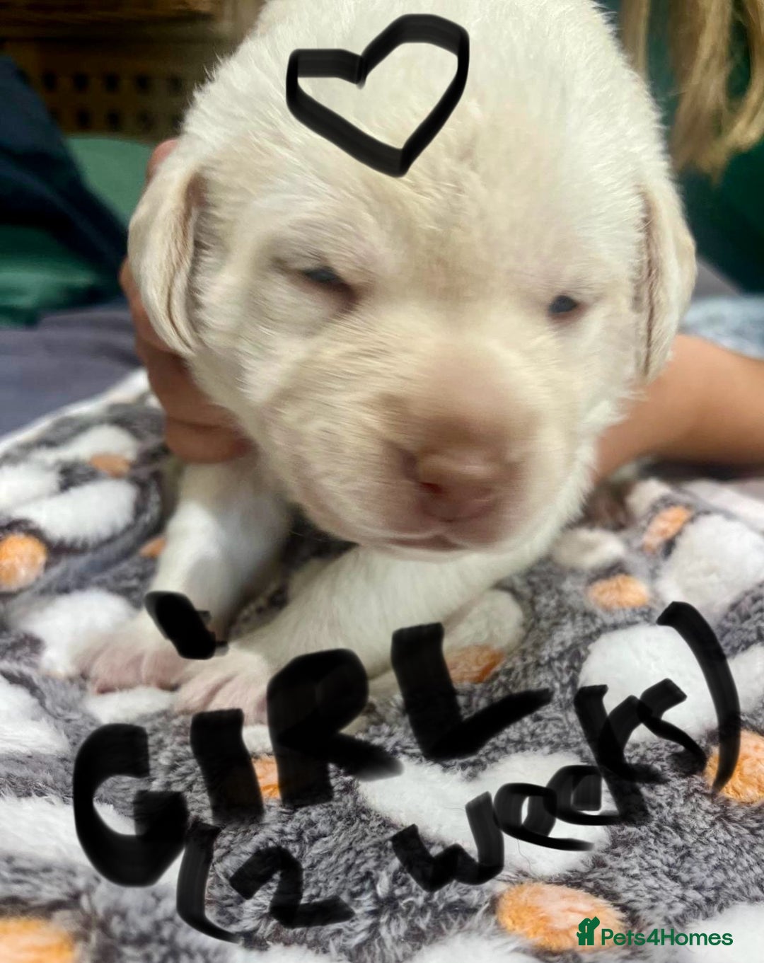 Labrador Retriever dogs for sale: UPDATE-GORGEOUS PUPS ARE HERE!  - Image 12