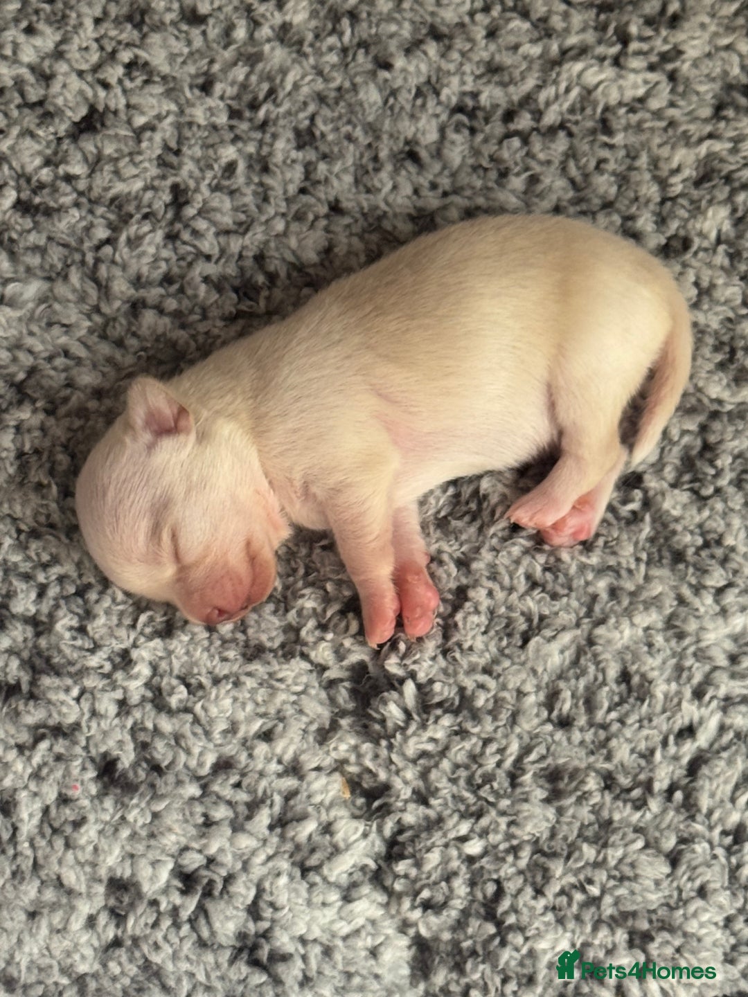 Chihuahua dogs for sale: Double chocolate platinum baby’s  - Image 40