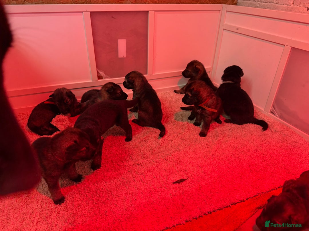 German Shepherd dogs for sale: Beautiful German Shepherd  Puppies For Sale  - Image 3