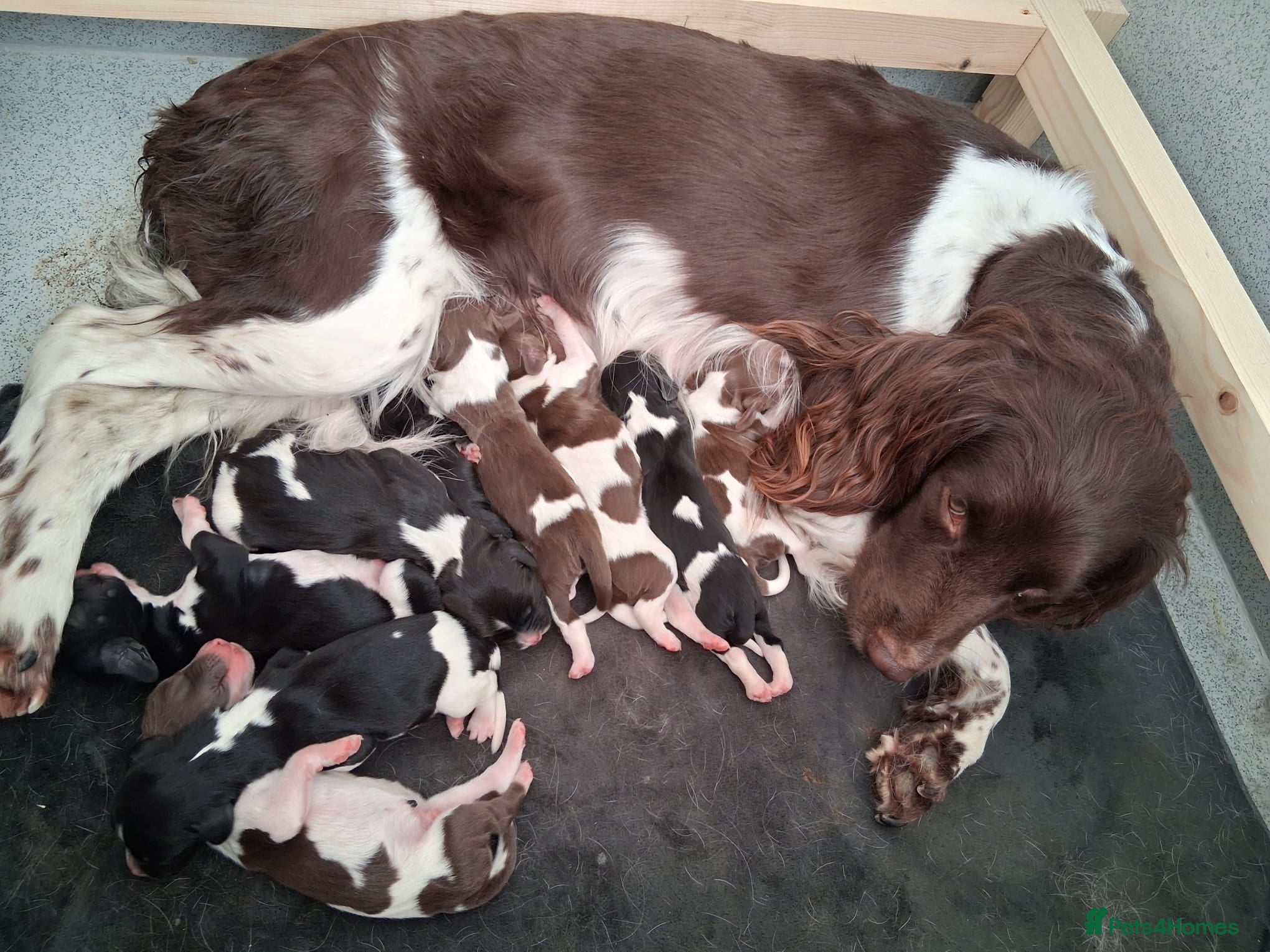 English Springer Spaniel dogs 🐾KC Reg English Springer Spaniel Puppies for Sale - Advert 1