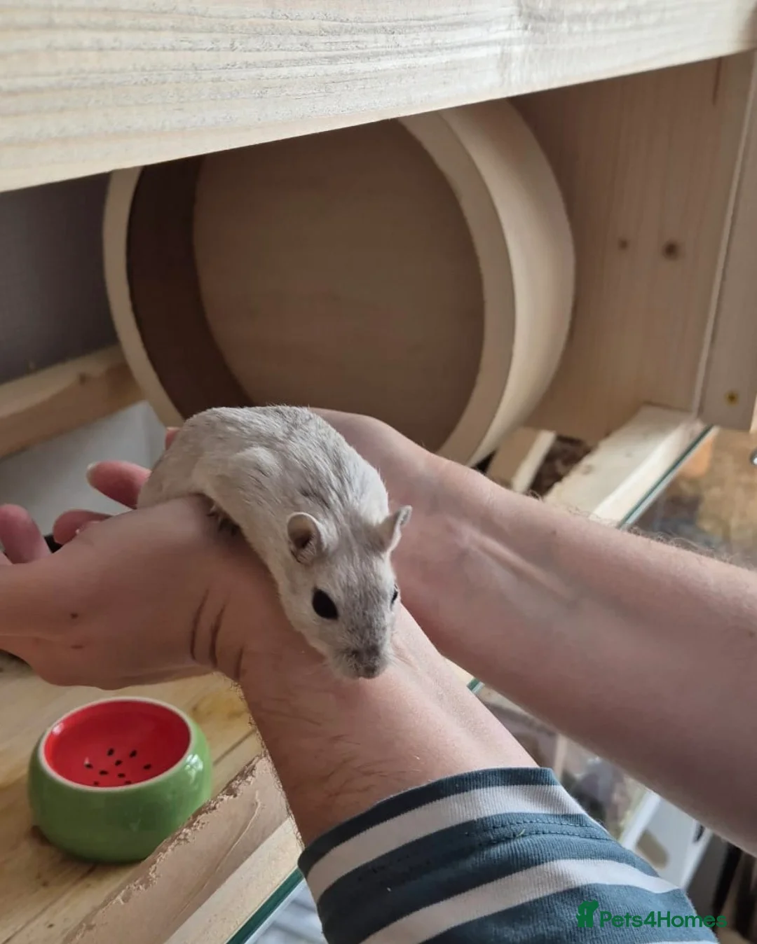 Gerbil rodents for sale: 4 Lovely 1yr Gerbil Sisters and Gerbilarium in Ottery Saint Mary - Advert 2