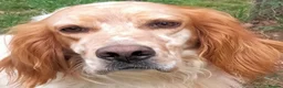 English Setter dogs for adoption: Vinnie in Worthing - Advert 5