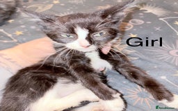 Mixed Breed cats for sale: Kittens ready for loving homes  - Image 2