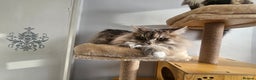 Maine Coon cats for sale: Maine Coon Bella  - Advert 6