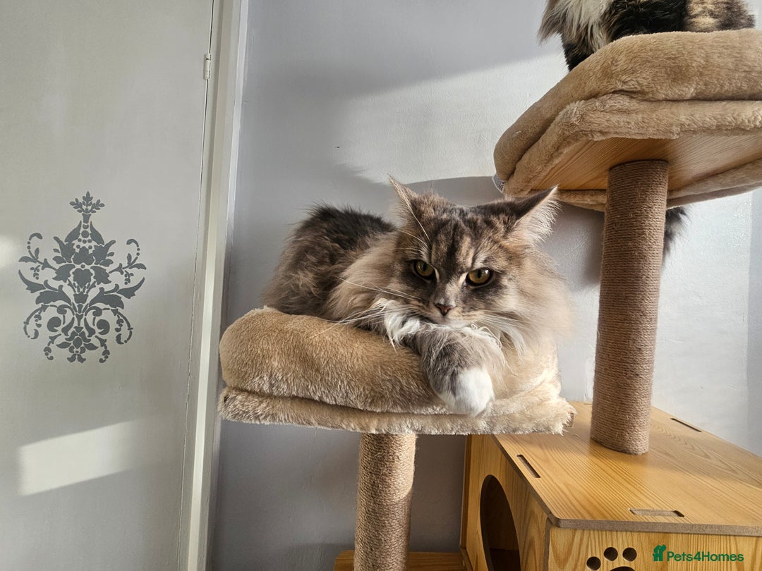 Maine Coon cats for sale: Maine Coon Bella  - Advert 6